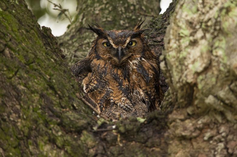 Free stock image of Great Horned Owl created by Pixabay