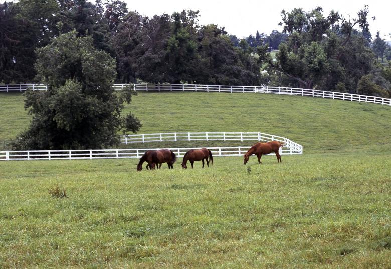 Free stock image of Horses in the Stable created by Pixabay