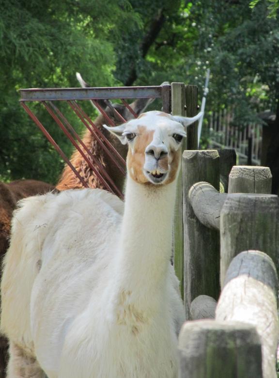 Free stock image of Wild Lama created by Pixabay