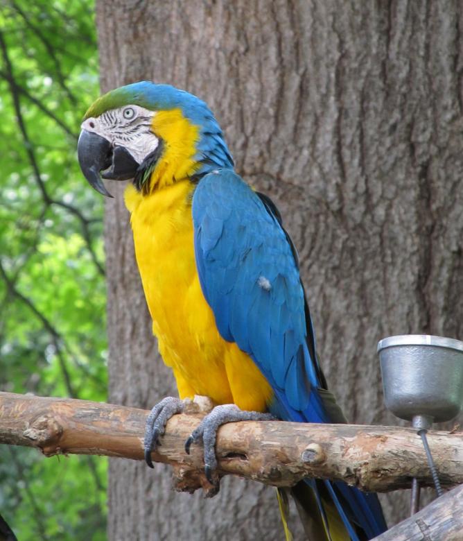 Free stock image of Macaw Bird created by Pixabay