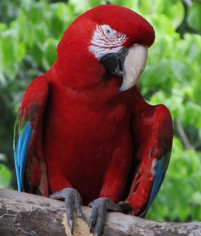 Free stock image of Red Macaw created by Pixabay