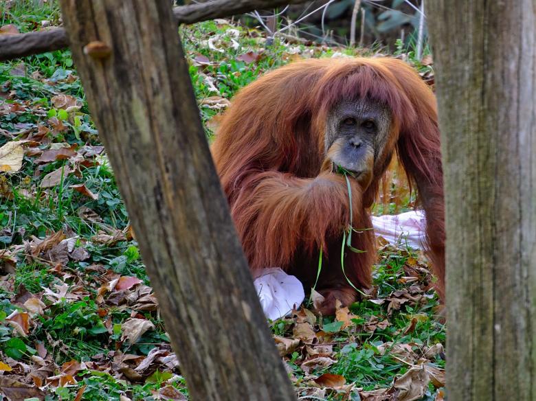 Free stock image of Wild Orangutang created by Pixabay