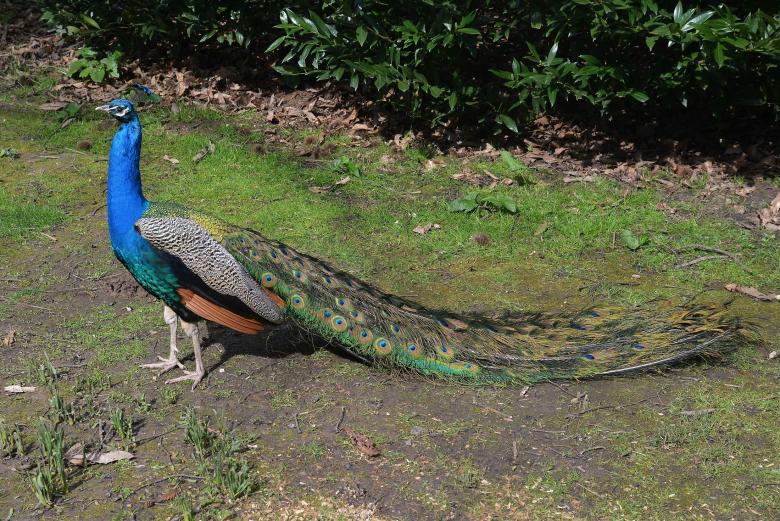 Free stock image of Peacock in the Zoo created by Pixabay
