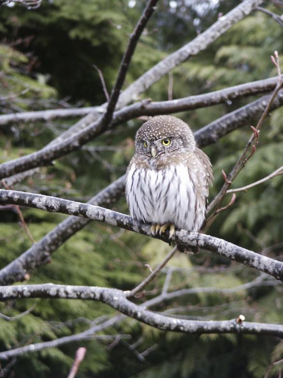 Free stock image of Pygmy Owl created by Pixabay