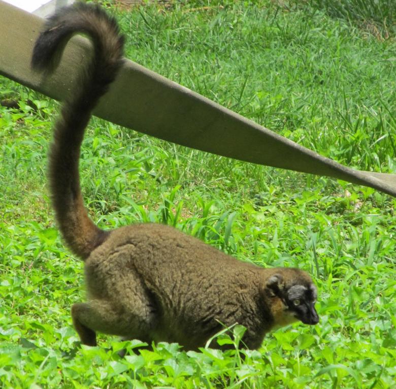 Free stock image of Red Lemur created by Pixabay