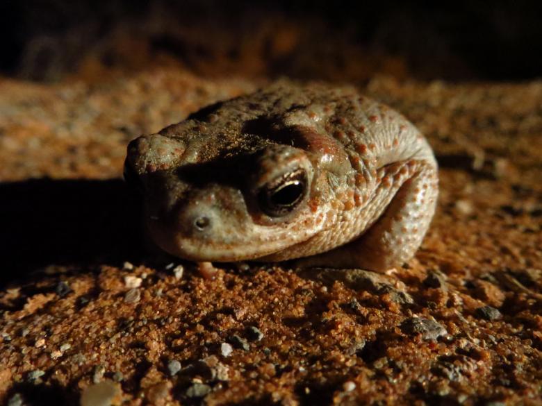 Free stock image of Red Spotted Toad created by Pixabay