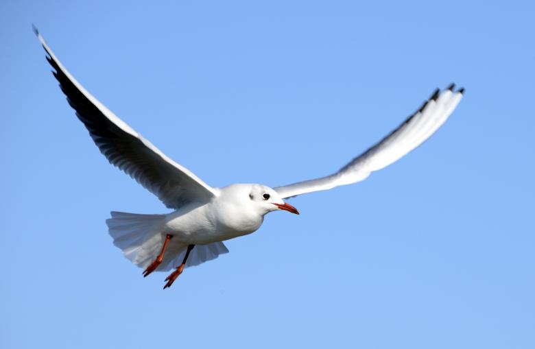 Free stock image of Flying Seagull created by Pixabay