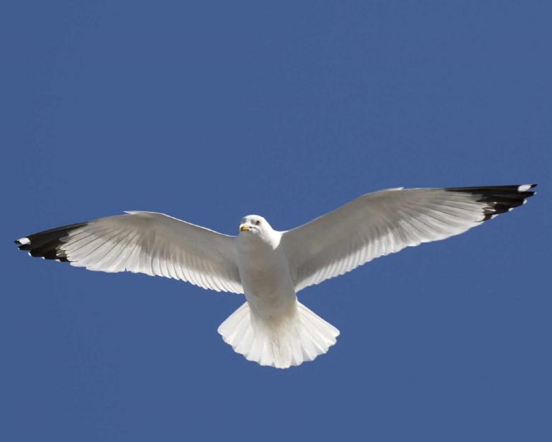 Free stock image of Flying Seagull created by Pixabay