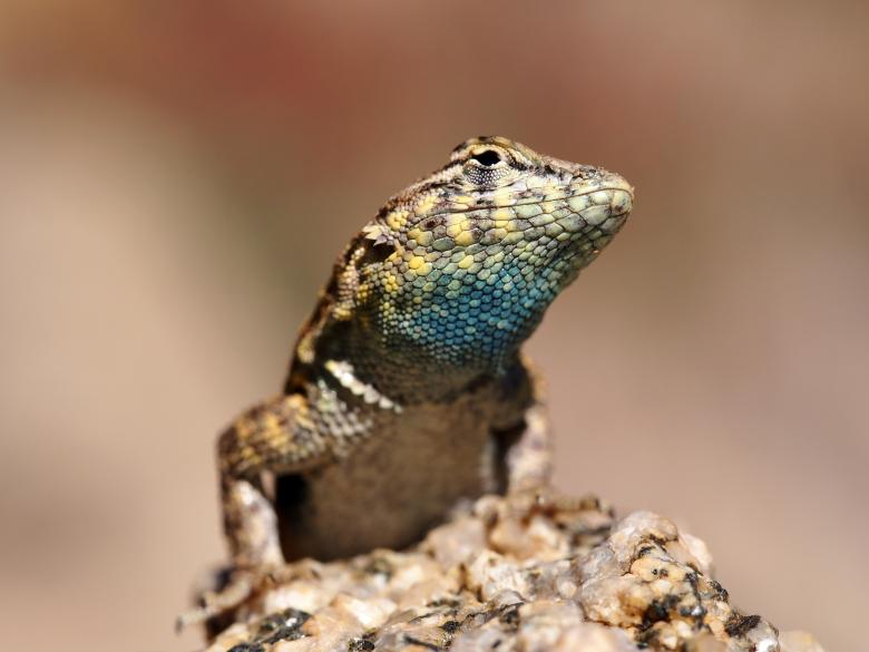 Free stock image of Side Blotched Lizard created by Pixabay