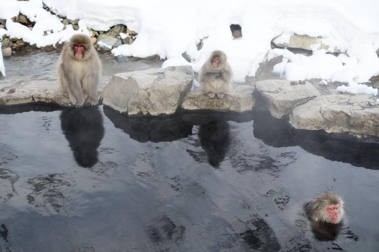 Free stock image of Snow Monkeys created by Pixabay