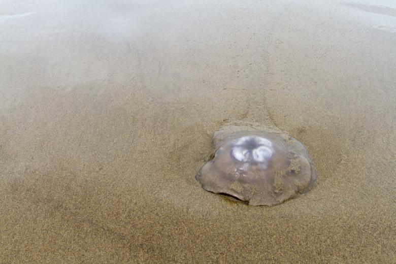 Free stock image of Jelly fish created by Geoffrey Whiteway