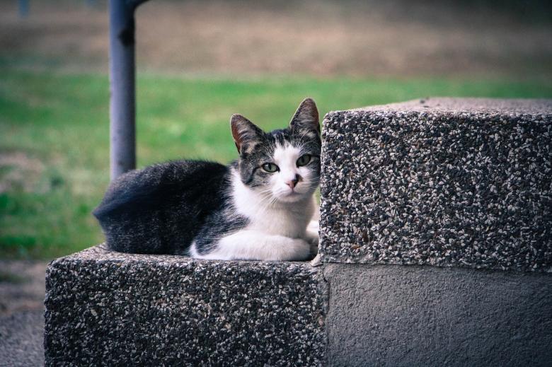 Free stock image of Wild Cat created by Pixabay