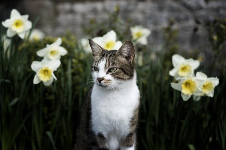 Free stock image of Cat in the Garden created by Pixabay