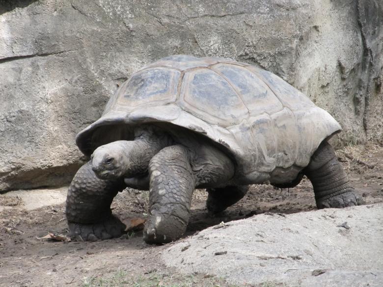 Free stock image of Giant Tortoise created by Pixabay