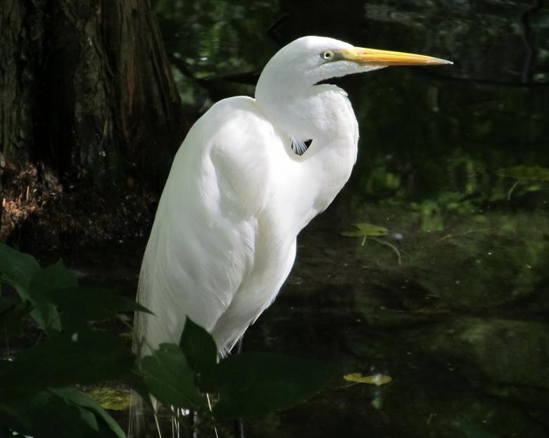 Free stock image of Great Egret created by Pixabay