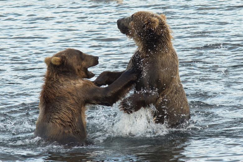 Free stock image of Kodiak Brown Bears created by Pixabay