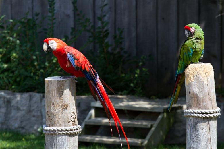 Free stock image of Macaw Birds created by Pixabay