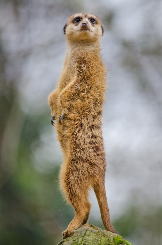 Free stock image of Wild Meerkat created by Pixabay
