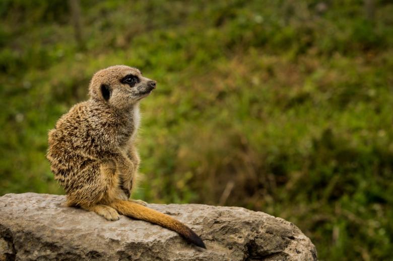 Free stock image of Wild Meerkat created by Pixabay