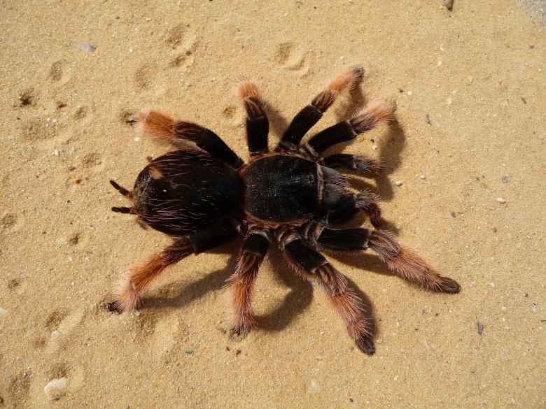 Free stock image of Mexican Pink Tarantula created by Pixabay