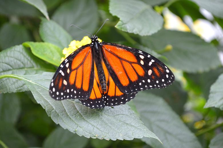 Free stock image of Monarch Butterfly created by Pixabay