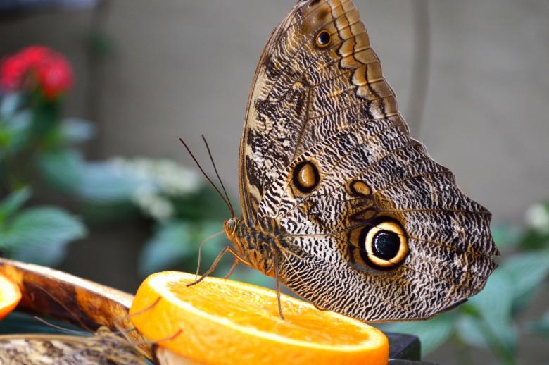 Free stock image of Owl Butterfly created by Pixabay