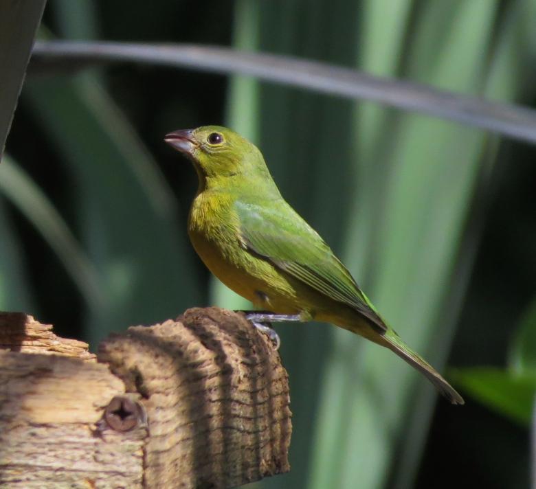 Free stock image of Painted Bunting created by Pixabay