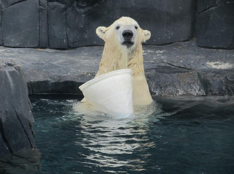 Free stock image of Polar Bear created by Pixabay
