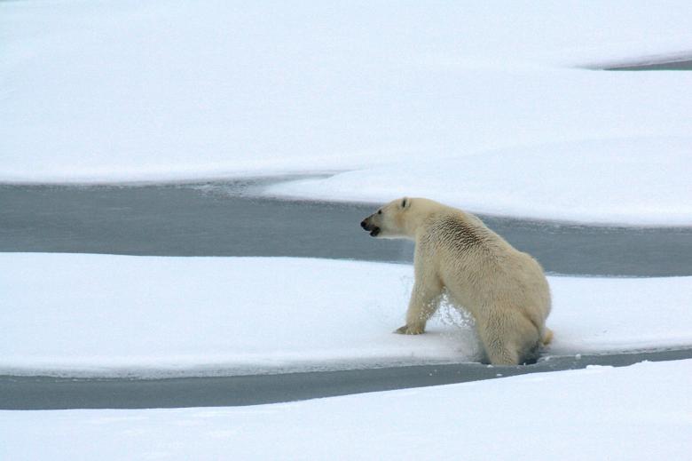 Free stock image of Polar Bear created by Pixabay