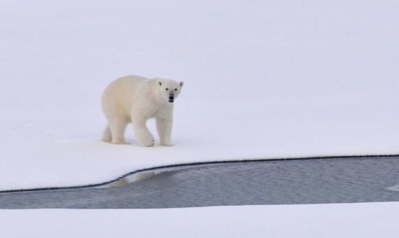 Polar Bear - Free Stock Photo
