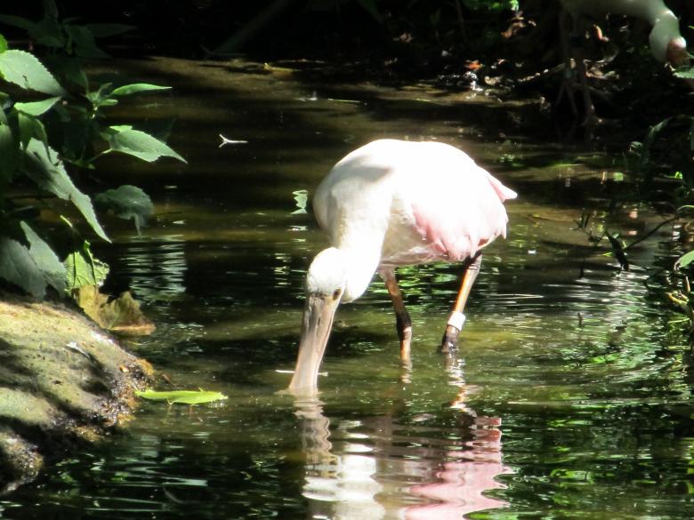 Free stock image of Roseate Spoonbill created by Pixabay