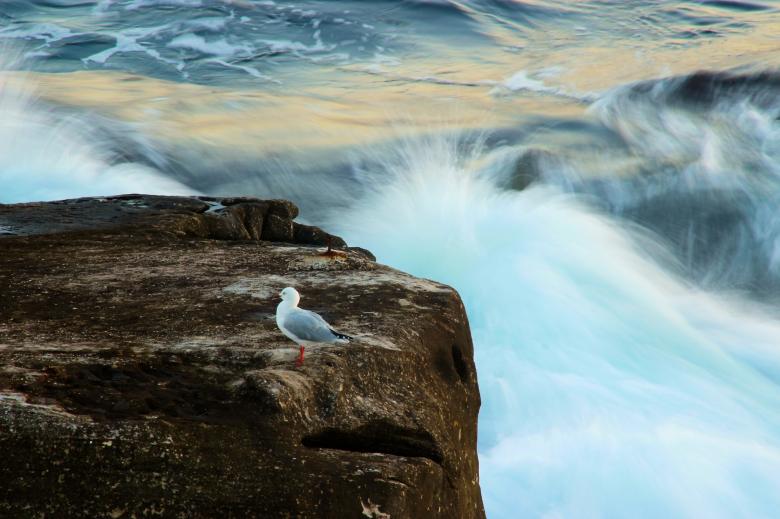 Free stock image of Seagull Resting created by Pixabay