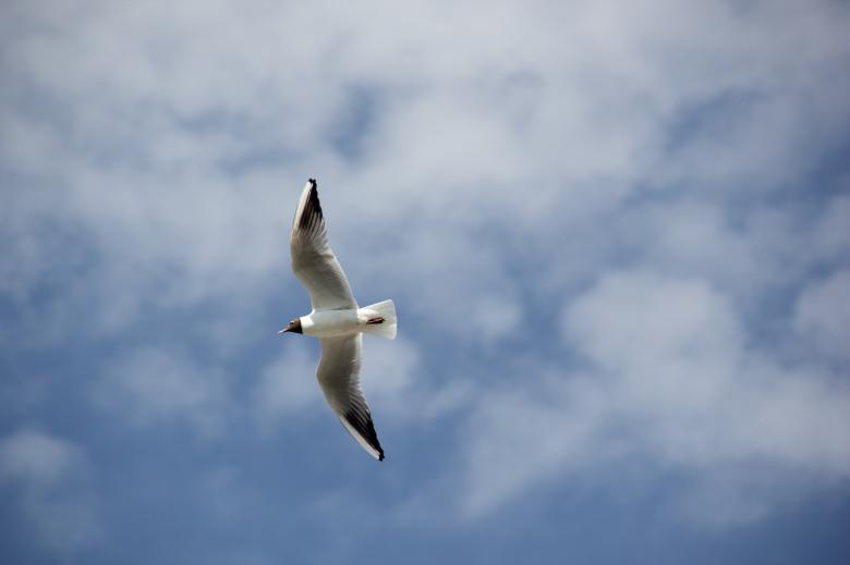 Free stock image of Flying Seagull created by Pixabay