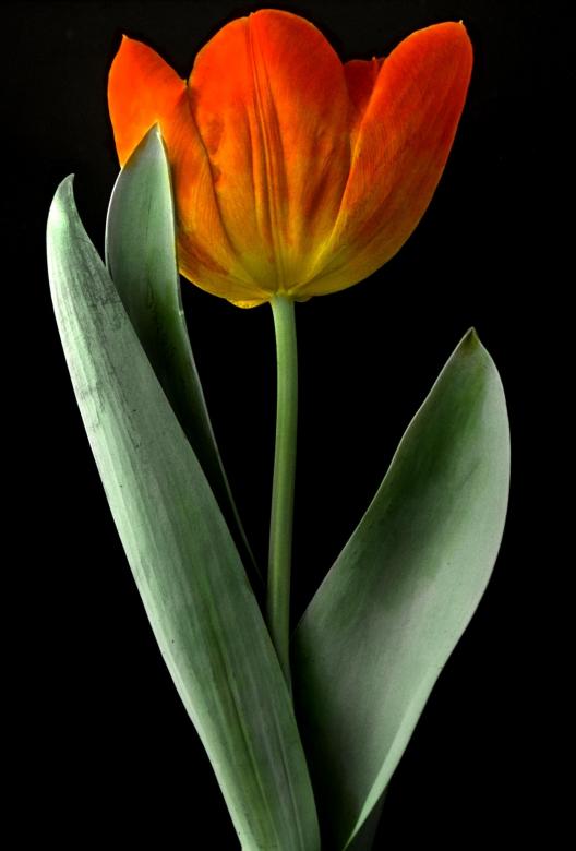 Free stock image of Fresh Tulip created by Pixabay