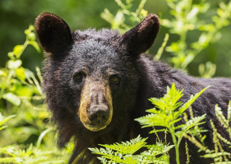 Free stock image of Black Bear created by Pixabay