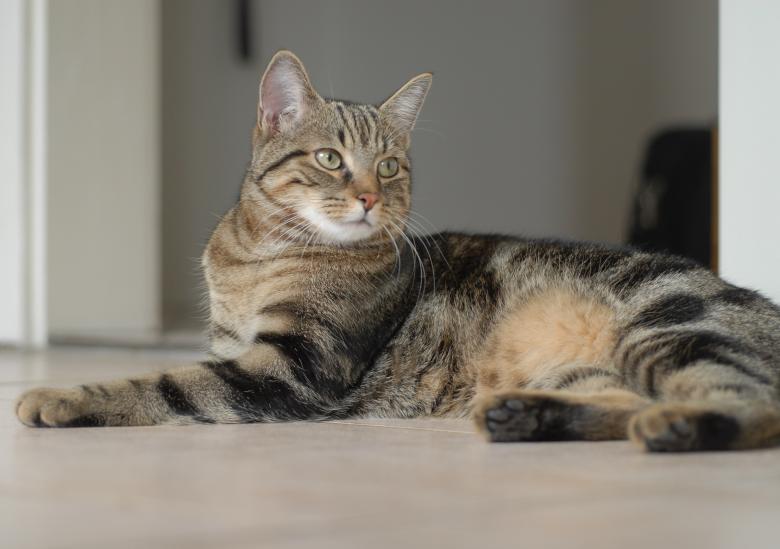 Free stock image of Pet Cat created by Pixabay