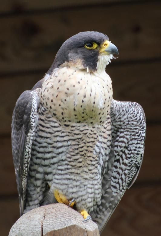 Free stock image of Coopers Hawk created by Pixabay