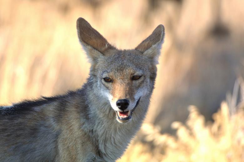 Free stock image of Wild Coyote created by Pixabay