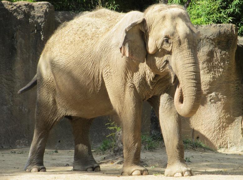Free stock image of Elephant in the Zoo created by Pixabay