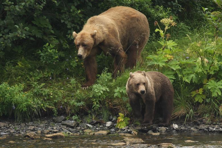 Free stock image of Kodiak Brown Bear created by Pixabay