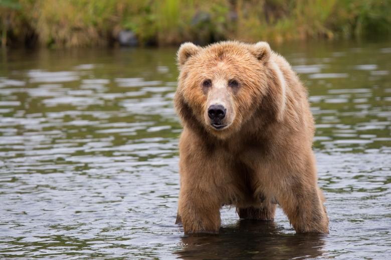 Free stock image of Kodiak Brown Bear created by Pixabay