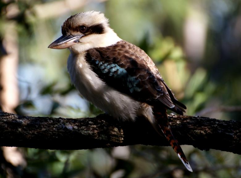 Free stock image of Kookabura on the Tree created by Pixabay