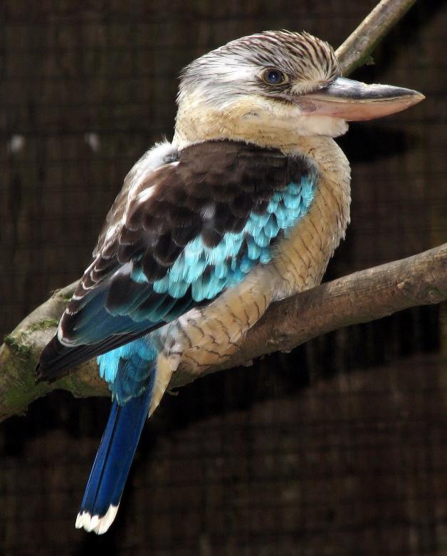 Free stock image of Kookabura on the Tree created by Pixabay