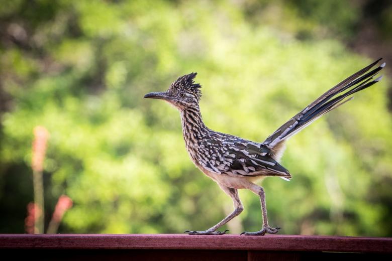 Free stock image of Wild Roadrunner created by Pixabay
