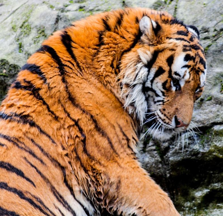 Free stock image of Bengal Tiger created by Pixabay