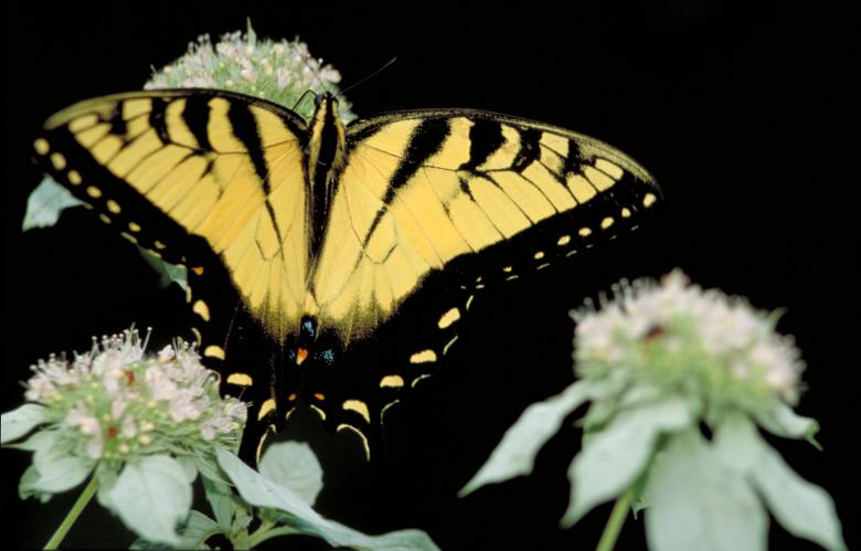 Free stock image of Tiger Swallowtail created by Pixabay