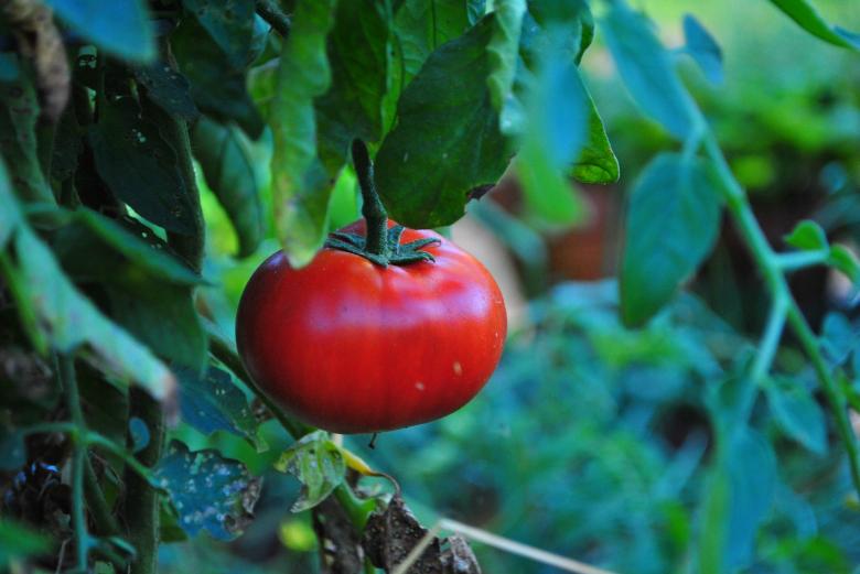 Free stock image of Fresh Tomato created by Pixabay