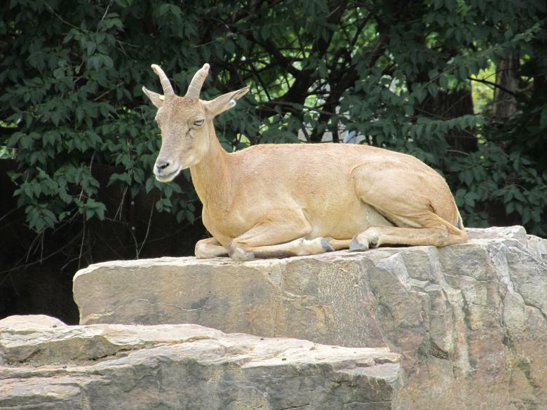 Free stock image of Trancaspian Urial created by Pixabay
