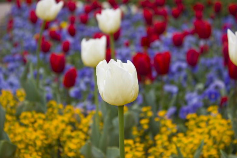 Free stock image of Fresh Tulips created by Pixabay