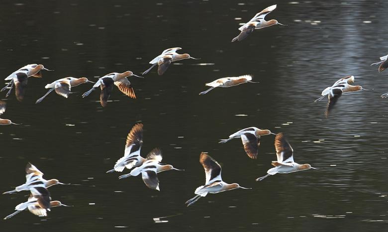 Free stock image of American Avocets created by Pixabay